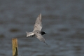 Black tern